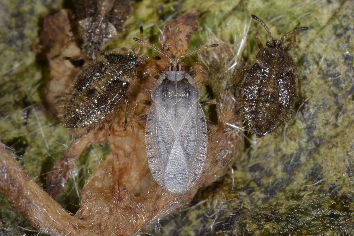 Tingidae: Tingis pilosa del Piemonte (TO)